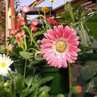Pink gerbera daisy in a flower shop, with white blooms and green foliage in the background