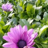 Purple daisy-like flower in bloom among glossy green leaves
