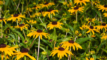 Yellow coneflowers blooming in a green garden bed