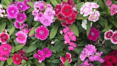 Cluster of pink, magenta, and white dianthus flowers among green leaves