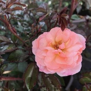 Pink rose bloom with dark green leaves in a garden close-up