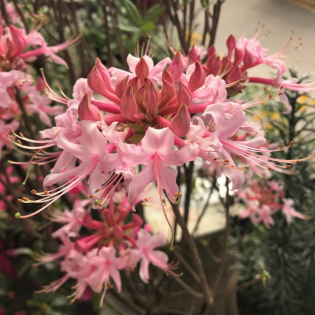 Pink azalea blossoms in bloom on a shrub, with soft green foliage in the background
