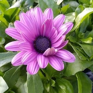 Purple daisy-like flower with a dark center surrounded by green leaves