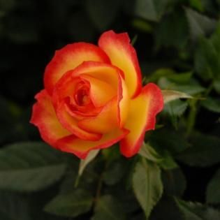 Yellow and red rose bloom against dark green leaves