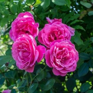 Cluster of bright pink roses blooming against green leaves