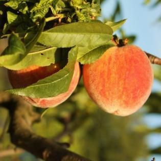 Ripe peaches hanging on a tree branch among green leaves in warm sunlight
