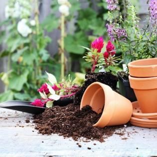 Spilled terracotta flowerpots and soil on a garden table beside pink and white flowers