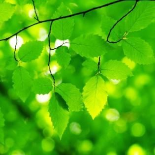 Bright green leaves on sunlit branches with soft blurred foliage in the background