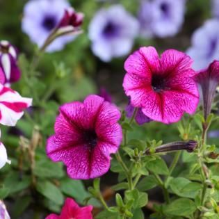 Bright pink petunia flowers blooming among green leaves
