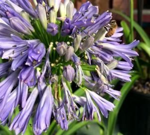 Purple agapanthus flower with a bee on the bloom