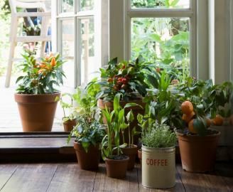 Potted green houseplants by a bright window on a wooden floor