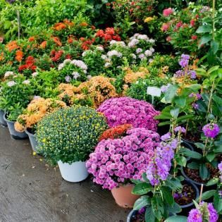Rows of colorful potted flowers in a garden market, including pink, purple, orange, and white blooms.