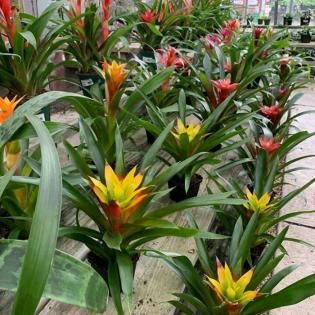 Colorful bromeliads with red, yellow, and green leaves in a lush greenhouse garden