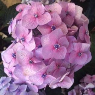 Cluster of light pink hydrangea flowers in full bloom
