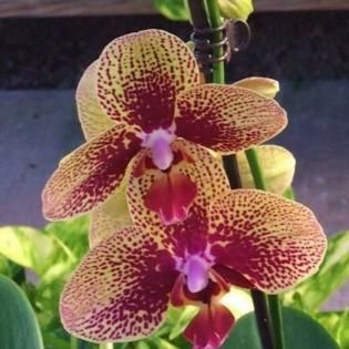Two spotted purple and yellow orchids on a stem, with a blurred green background