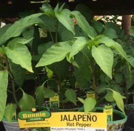 Potted jalapeño pepper plant with lush green leaves in a Bonnie nursery container.