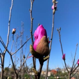 Close-up of a pink magnolia bud against a blue sky with bare tree branches in the background