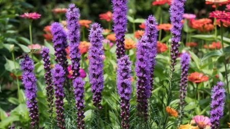Purple flower spikes in a garden bed with red and pink blooms in the background
