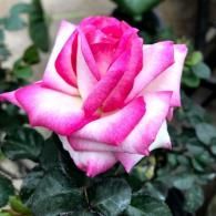Pink and white rose bloom against dark green leaves