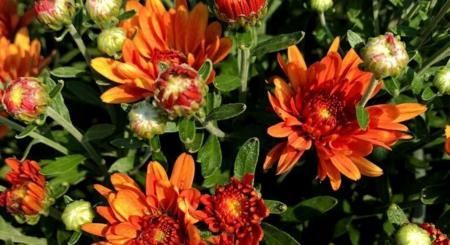 Orange and red flowers blooming среди green foliage and buds