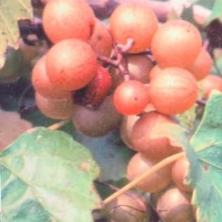 Cluster of ripe orange-red berries or grapes on a vine among green leaves
