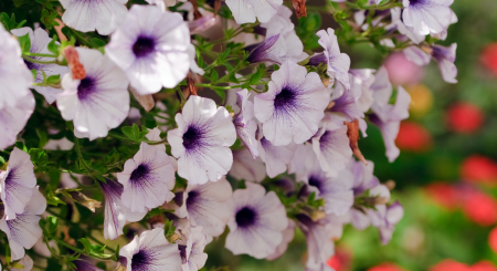 Cluster of pale purple flowers with dark centers against a blurred green and red background