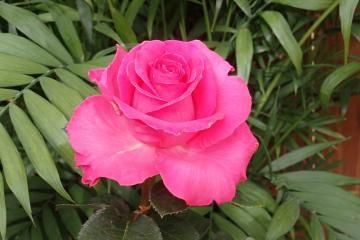 Pink rose blooming among green leaves