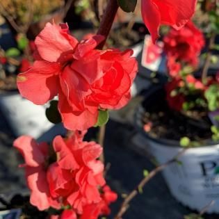 Red geranium flowers in a pot, blooming outdoors in sunlight