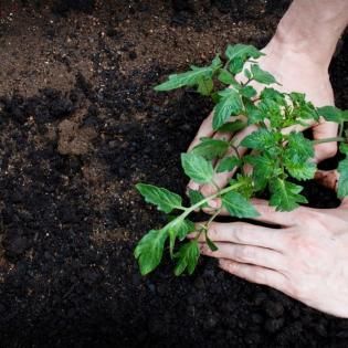 Hands planting a small green seedling in dark soil