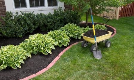 Garden bed with hostas and dark mulch beside a lawn, with a wheelbarrow in front of a house.