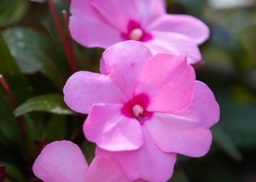 Close-up of pink flowers with dark green leaves in the background