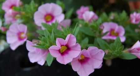 Pink flowers with yellow centers blooming among green leaves in a garden