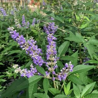 Purple wildflowers blooming among green leaves in a garden bed