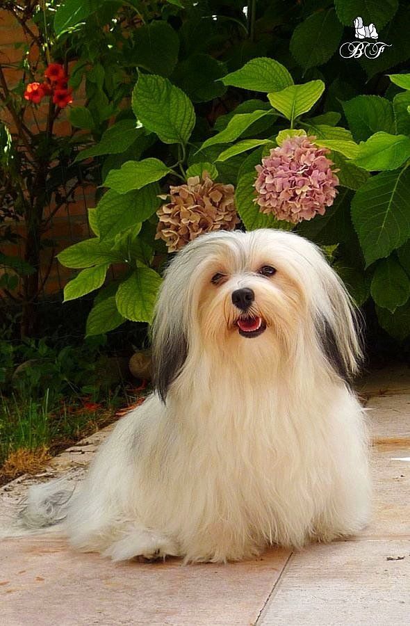 bichon havanais