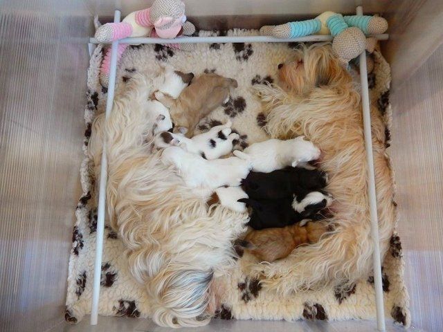 cuccioli bichon havanais