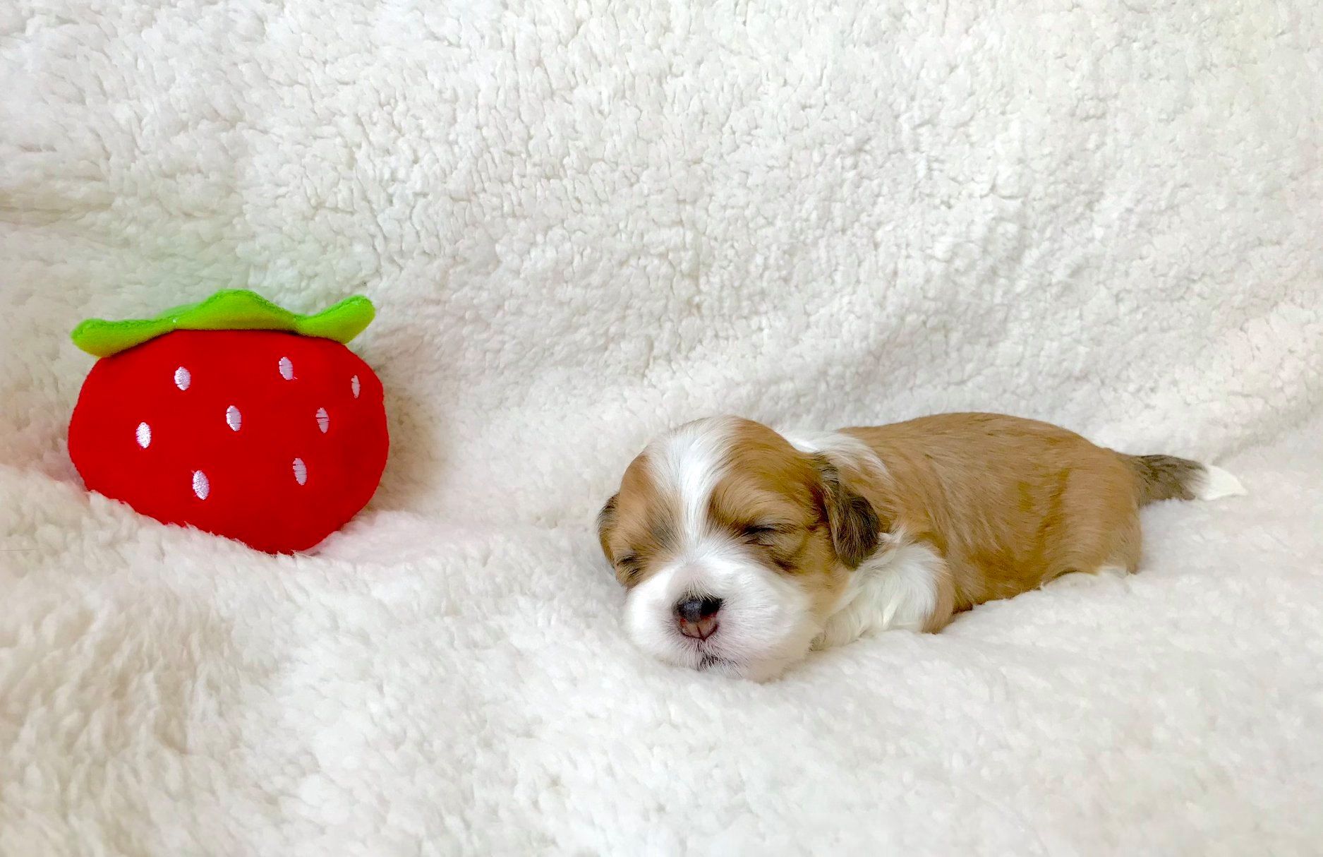 cuccioli bichon havanais