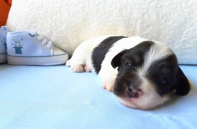 cuccioli bichon havanais