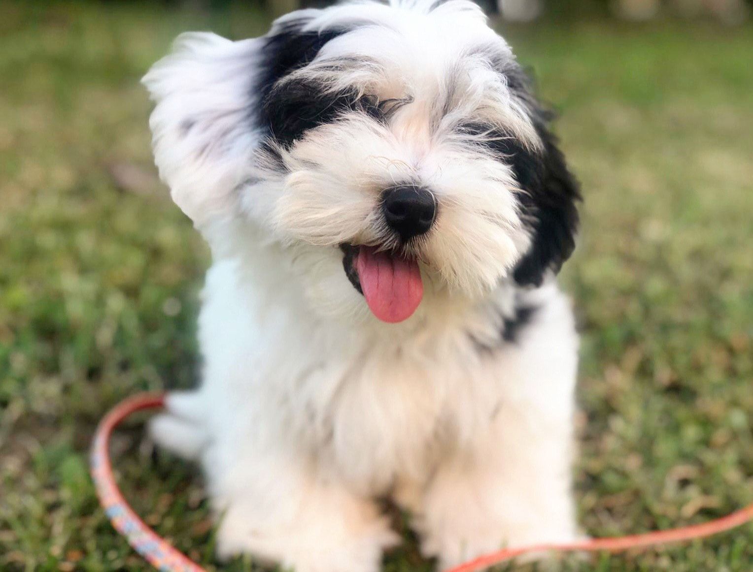 cuccioli bichon havanais