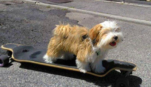 cuccioli bichon havanais