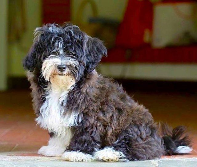 cuccioli bichon havanais