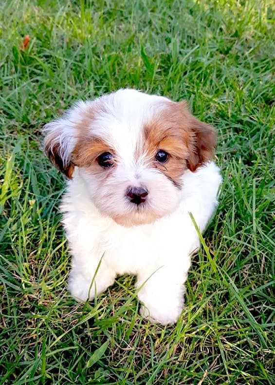 cuccioli bichon havanais