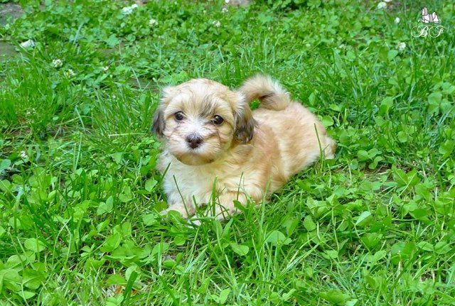 cuccioli bichon havanais