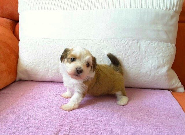 cuccioli bichon havanais