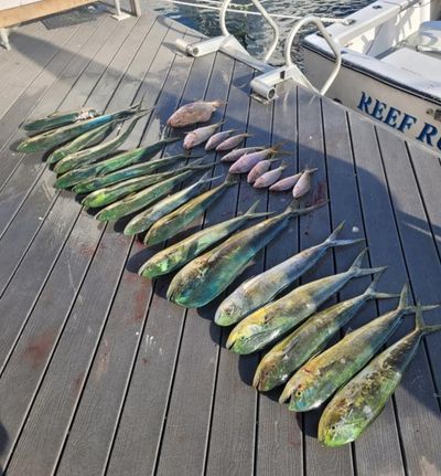 A large catch of mahi-mahi and smaller reef fish laid out on the deck of a boat docked at a marina.