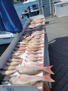Many red snapper fish are lined up on a white cleaning table at a marina dock near a blue boat.
