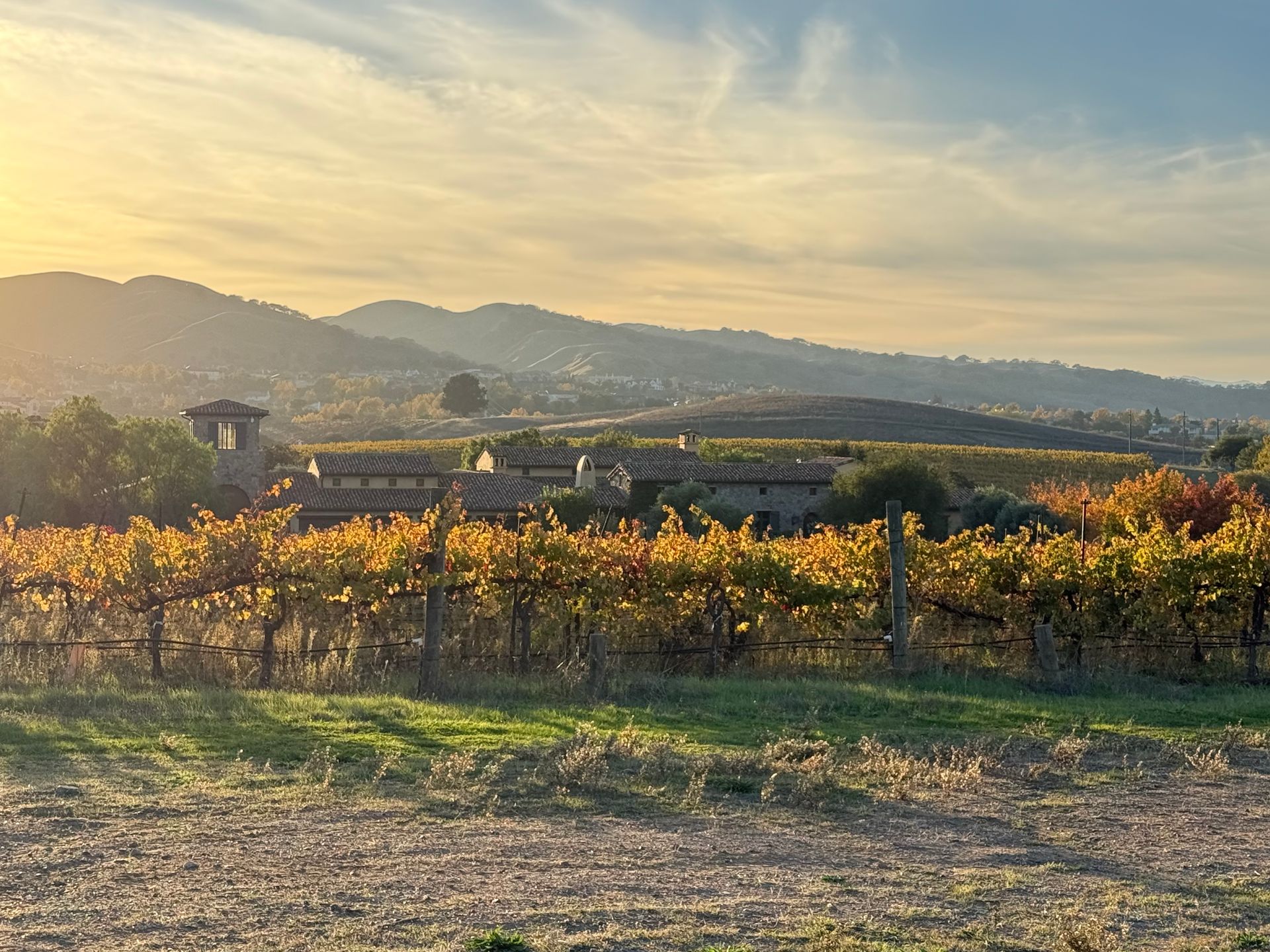 Vineyard with yellow fall leaves, buildings, and hills under a cloudy sky at sunset.