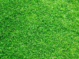 Lush green grass, filling the frame, evenly cut.