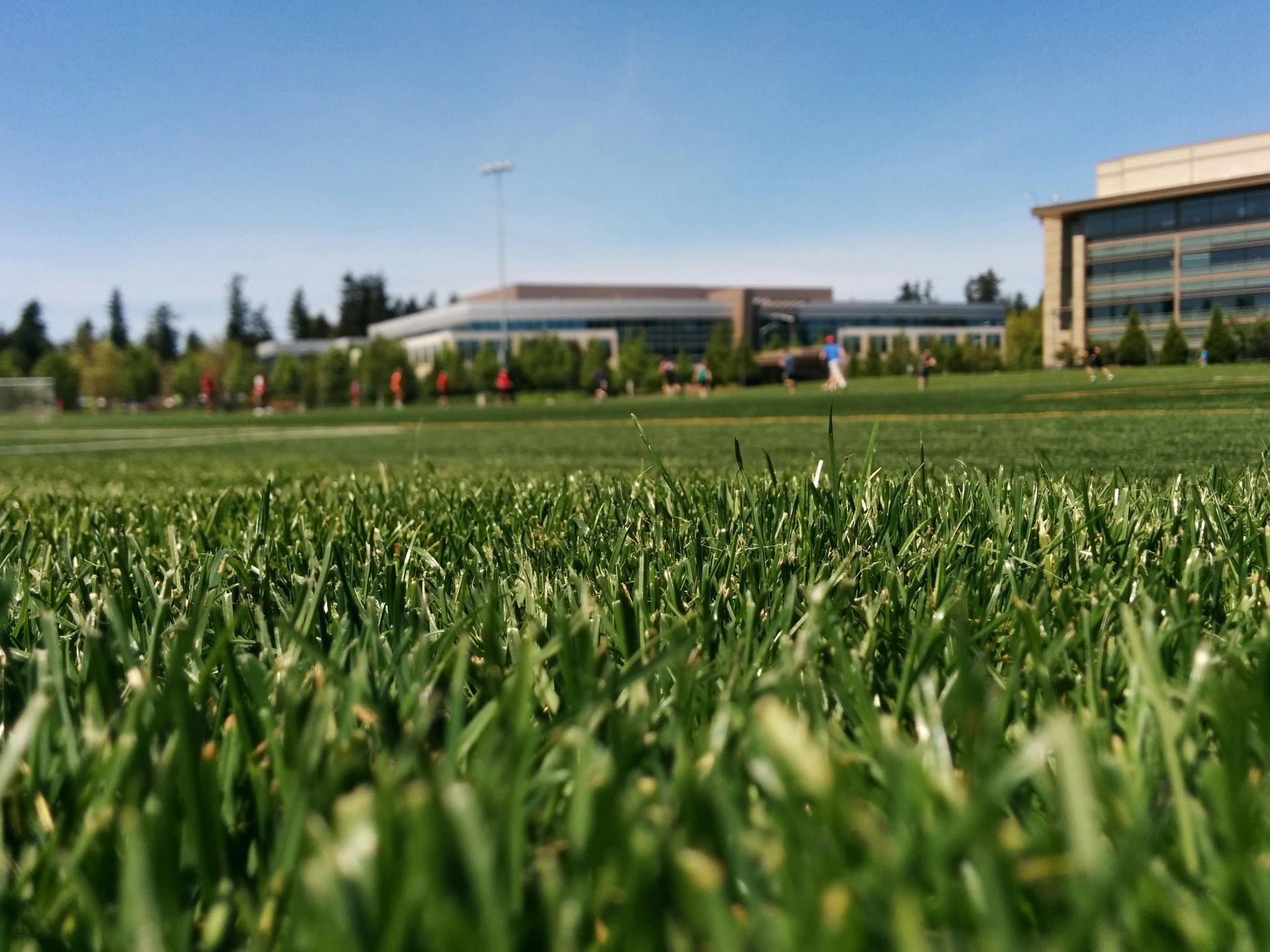 Close-up of green grass in a field with buildings in the background on a sunny day.