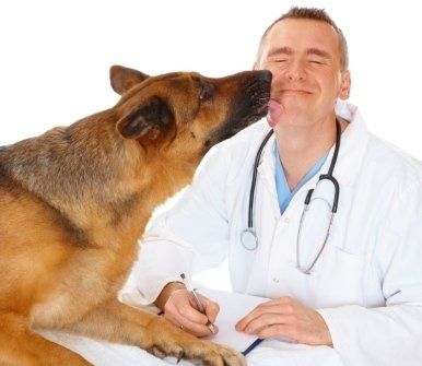 veterinario cani
