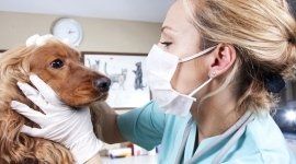 veterinario per i cani